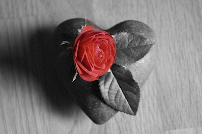 Das Herz und die Rose