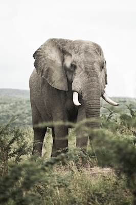 Elefante Afrikansk