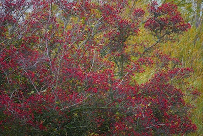 Rudý podzim