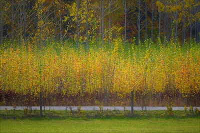 Árvores amarelas do outono