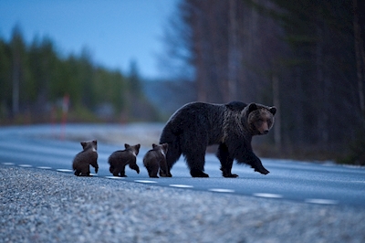 Female Brown bear with cubs