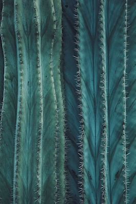 Blauer Kaktus