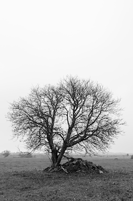 Lone wide tree