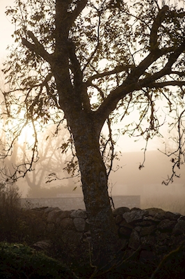 Mlhavé ráno na Gotlandu 2