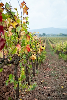 Wijnstokken in Gavorrano