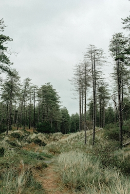 skog nr.1