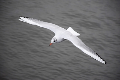 Uma gaivota voa para longe 