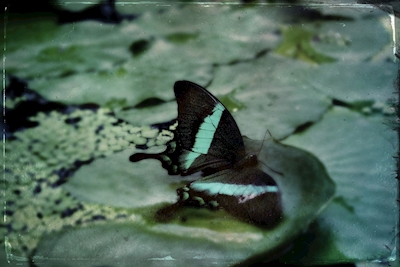 Farfalla verde luccicante