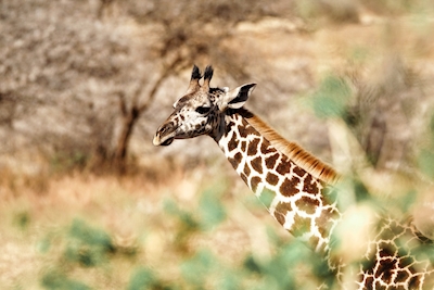 Giraff 