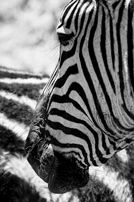 Stripes Closeup 
