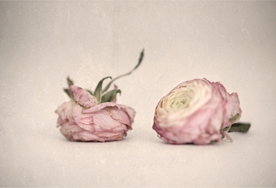 Róże Oldish