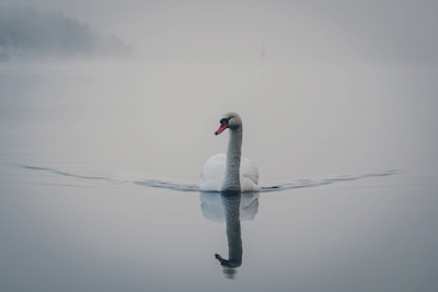 Swan in the mist