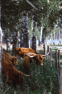 Highland cattle on pasturage