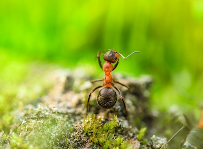 Dancing ant