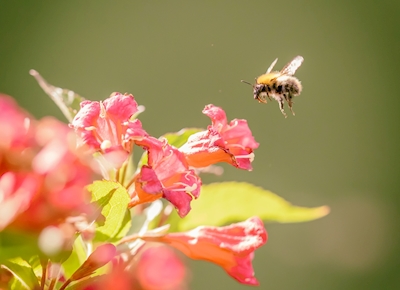 Bumblebee in focus