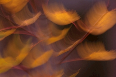 Feather Leaves