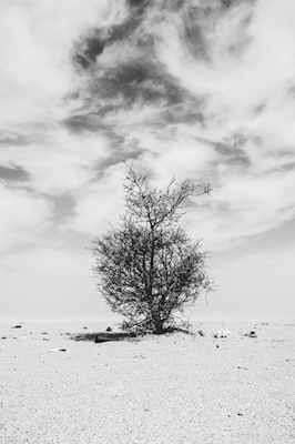 Albero del deserto in bianco e nero