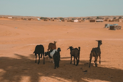 De geiten van de woestijn