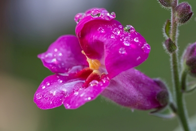 Květina s kapkami deště