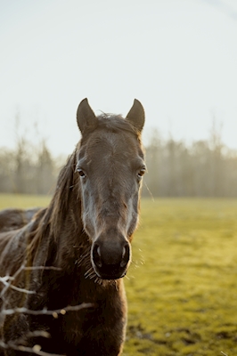 Portrett av en hest