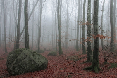 Podzim v bukovém lese