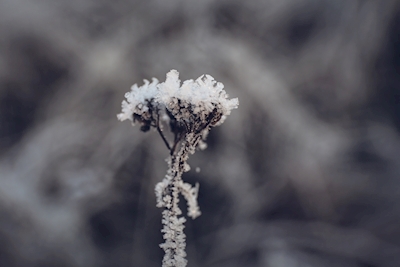 Blomma täckt av frost 