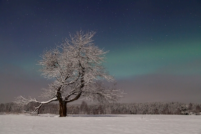 Árvores da aurora boreal