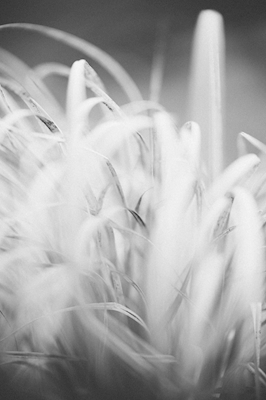 Grasses in the wind