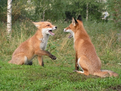 Les Foxlings 