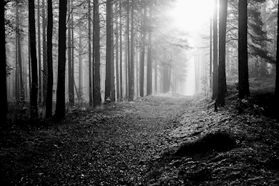 Morgonljus i skogen