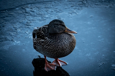 El pato y el invierno