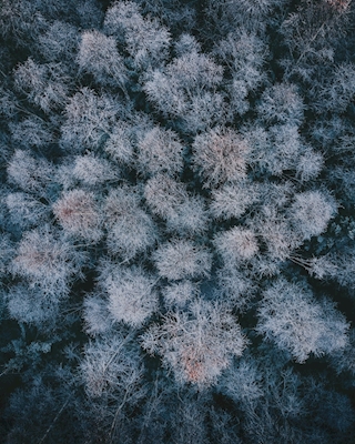 Het bos van de winter