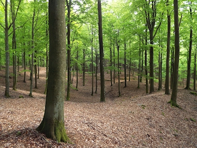 Het bos van de beuk op Hallandsåsen