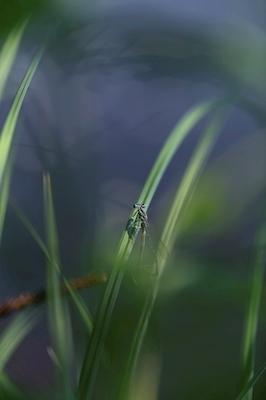 Eine grüne Libelle