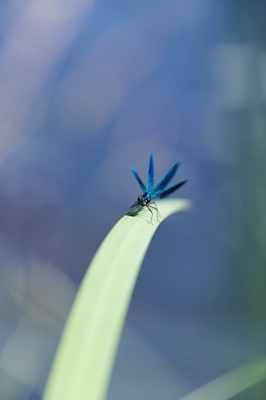 Una libélula azul