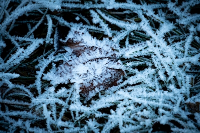 The first layer of frost