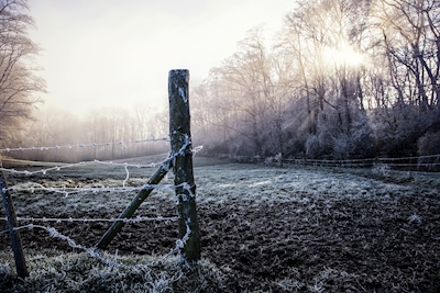 Morgen Frost 