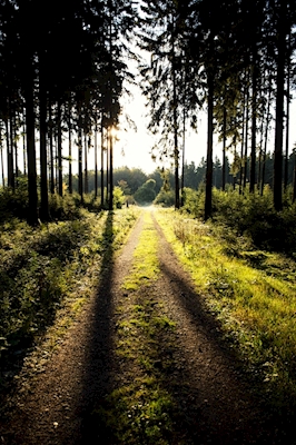Camino del bosque hacia el sol 