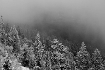 Mgła nad lasem