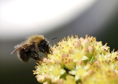 Bumblebee na flor