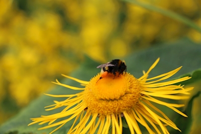 Bumblebee in yellow flower