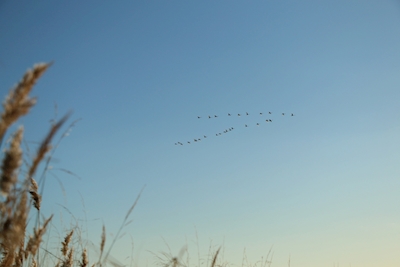  migratory birds