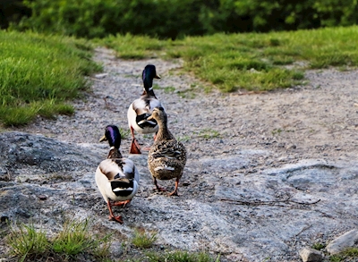 The duckfamily