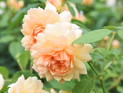I rosenhaven