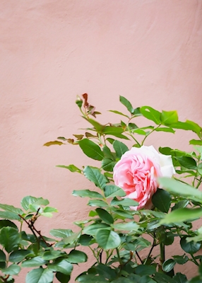 Vaaleanpunaiset ruusut