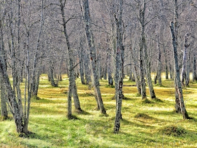 Prado florestal