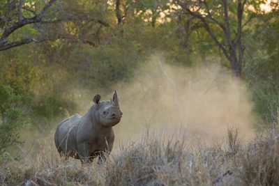 Rinoceronte alla luce del mattino