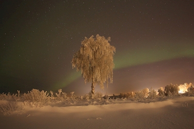 Samotne drzewo w zorzy polarnej