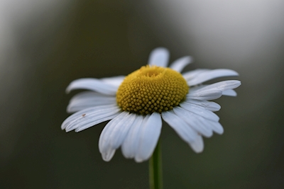 Oxeye madeliefje