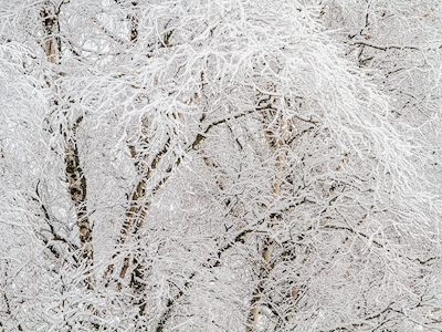 Árvores cobertas de neve